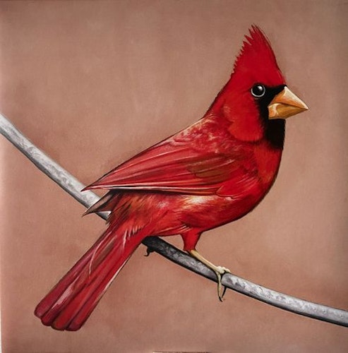 Old Crows / Young Cardinals cover